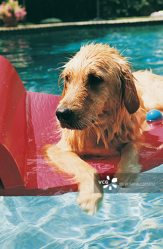 夏天，金毛犬躺在游泳池的气垫上图片素材