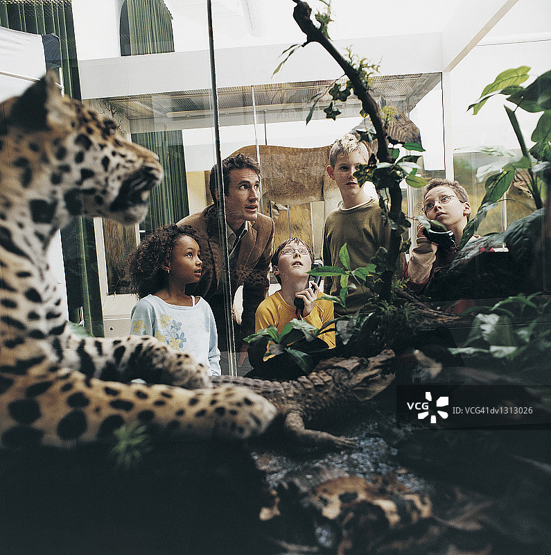 男老师和小学生在博物馆观看玻璃柜里的动物模型图片素材