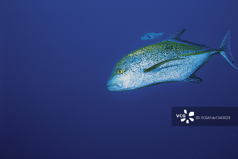 安达曼海的蓝鳍鲹图片素材