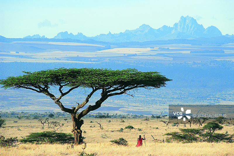 马赛战士站在伞形相思树下，眺望肯尼亚莱基皮亚平原上的肯尼亚山图片素材