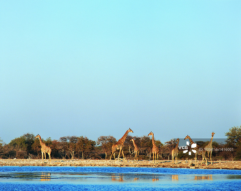 一群长颈鹿站在水坑边图片素材