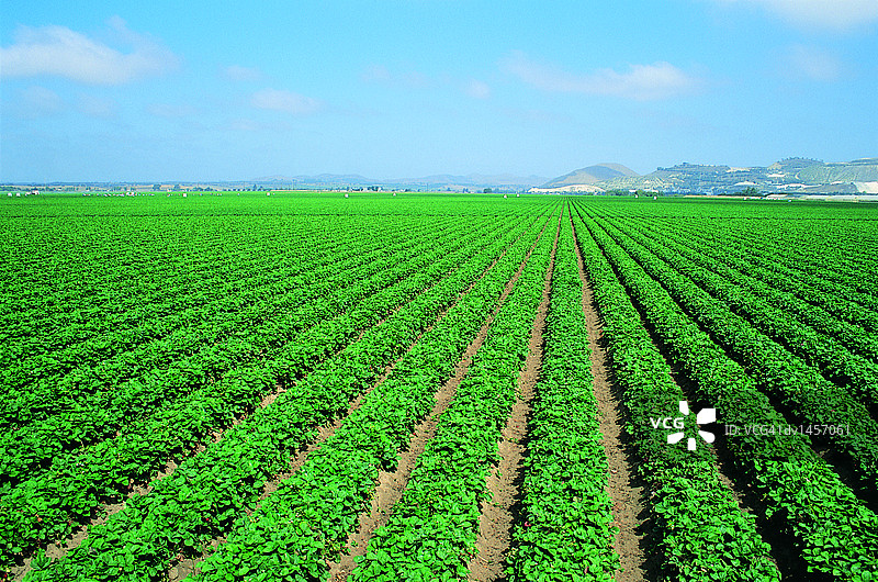 犁过的草莓田，吉尔罗伊，加利福尼亚州，美国图片素材