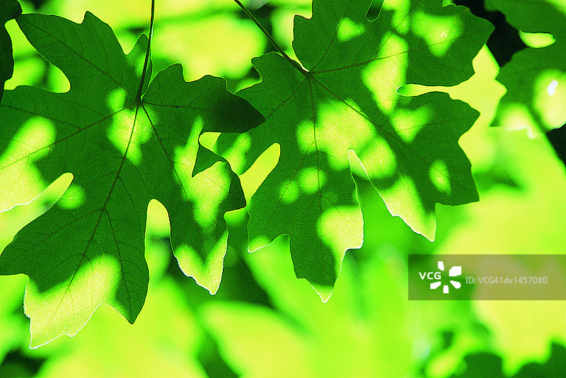 加利福尼亚州邓斯缪尔的两片枫叶特写图片素材