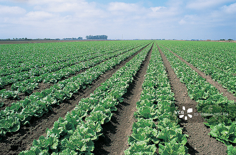 加利福尼亚州萨利纳斯的生菜田图片素材