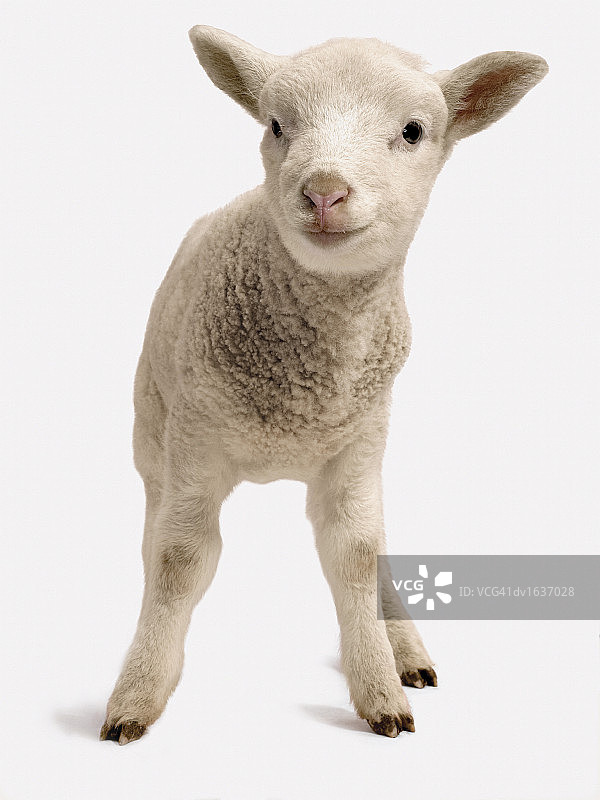 影棚剪纸风格站立的羔羊正面图图片素材