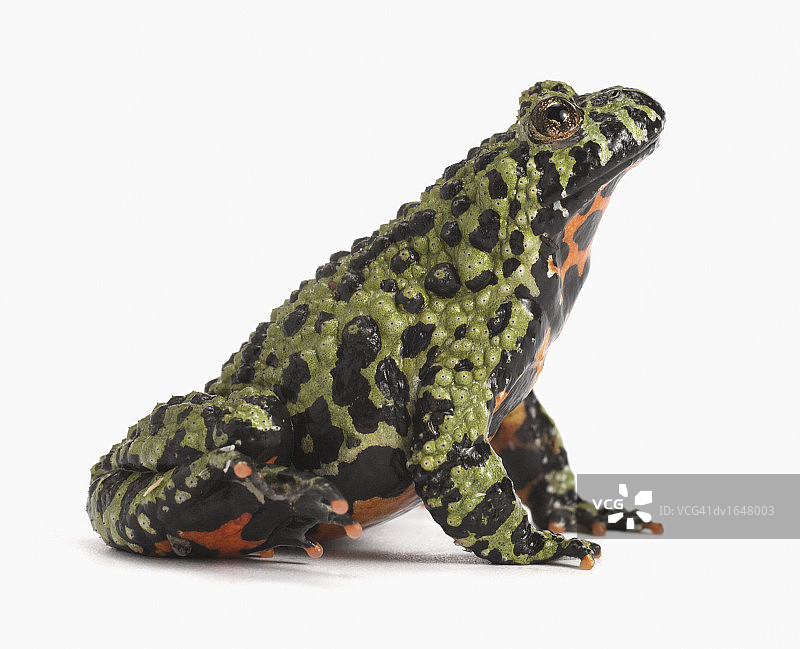 东方铃蟾的侧面图图片素材