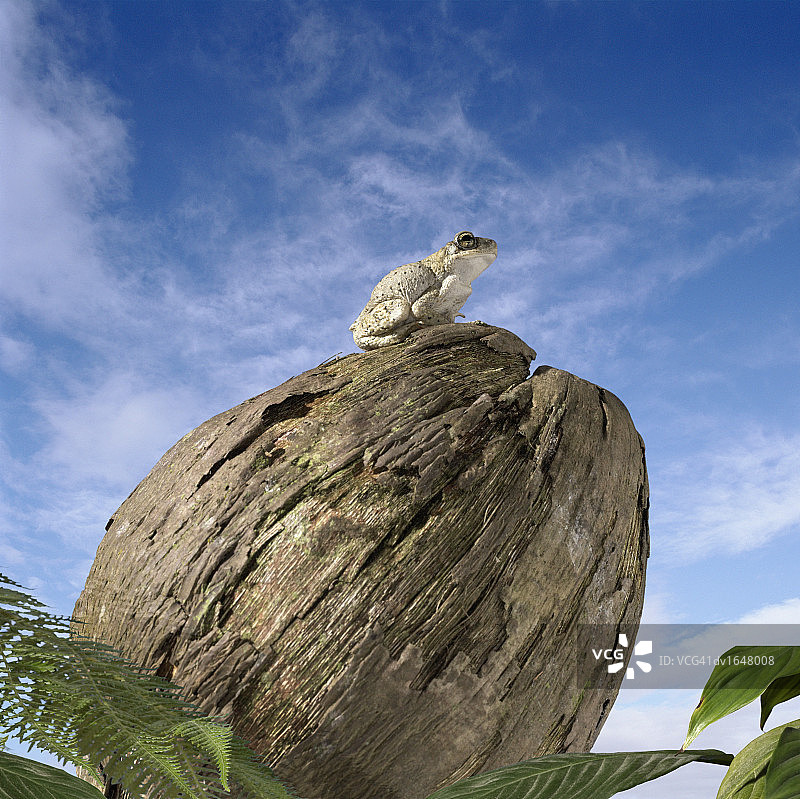 坐在椰子上的普通青蛙图片素材