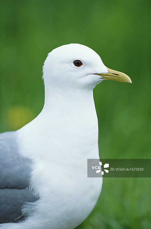 海鸥特写镜头图片素材