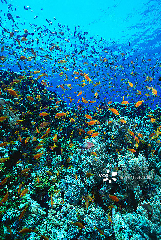 珊瑚礁上游动的鳞鳍花鮨鱼群图片素材