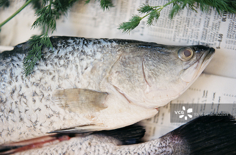 报纸上的尖吻鲈鳕鱼图片素材