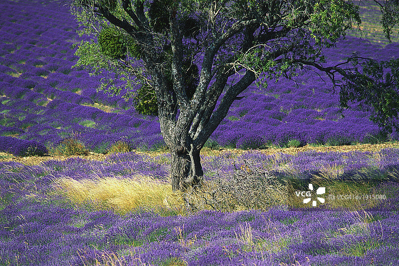 法国普罗旺斯索村沃克吕兹薰衣草田图片素材