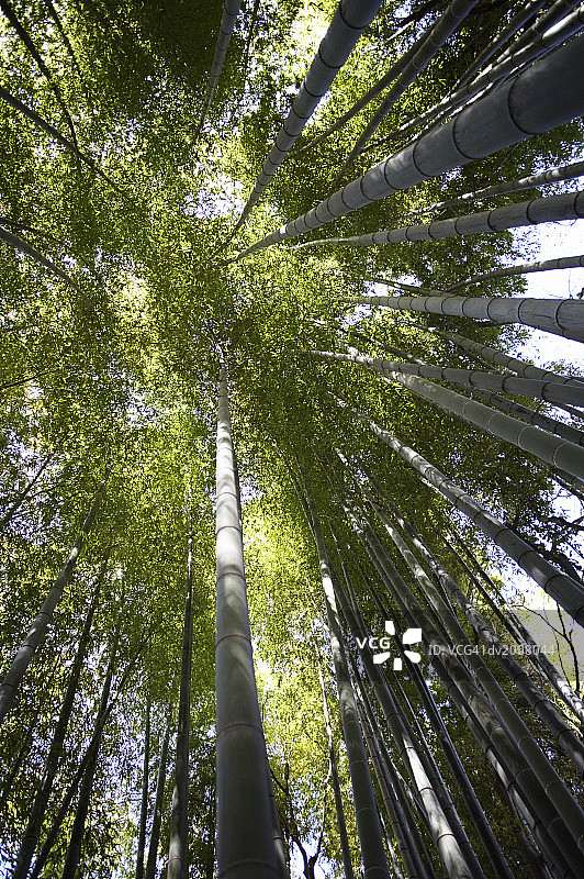日本镰仓竹林图片素材
