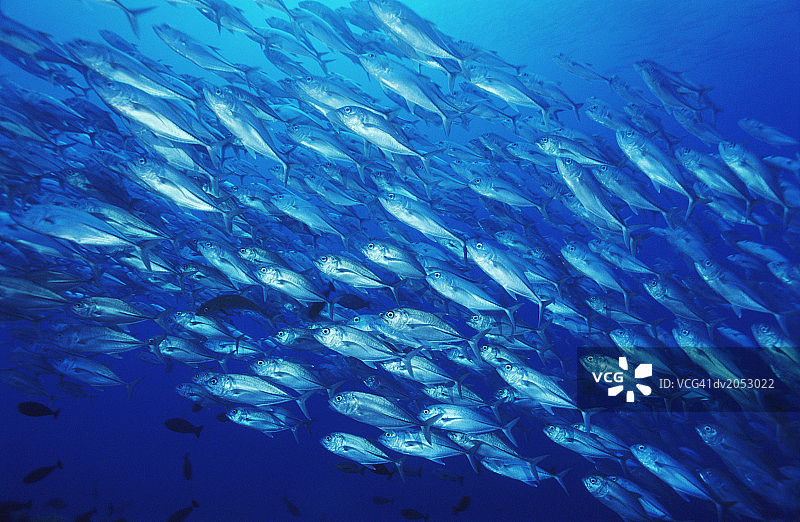 大群蓝鳍鲹图片素材
