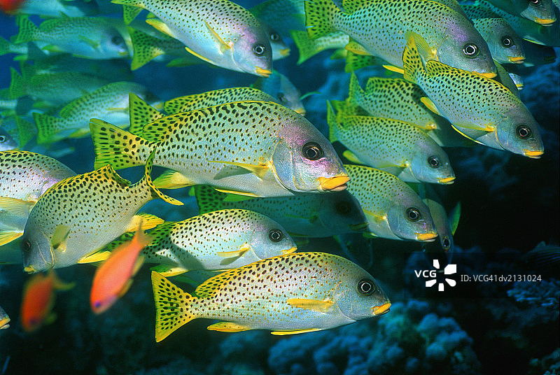 在珊瑚礁中游动的石鲈鱼群图片素材