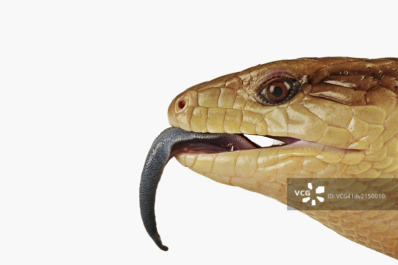 东方蓝舌石龙子图片素材