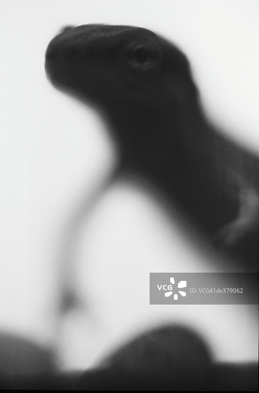 蝾螈剪影图片素材