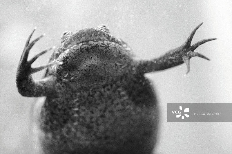 在水中游泳的爪蟾图片素材