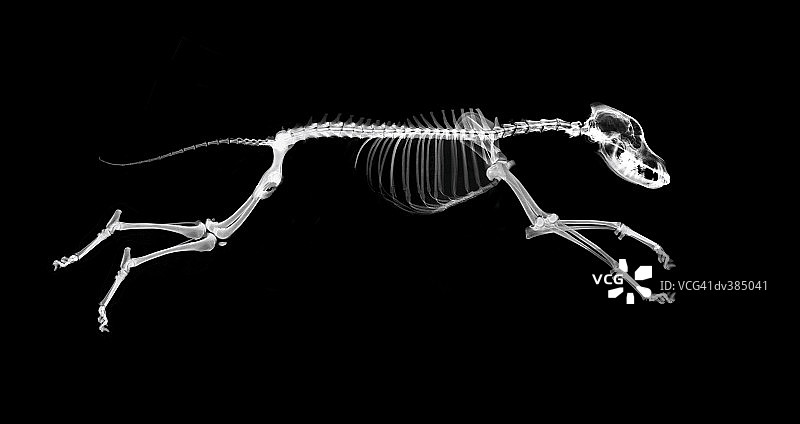 奔跑的狗的骨骼图片素材