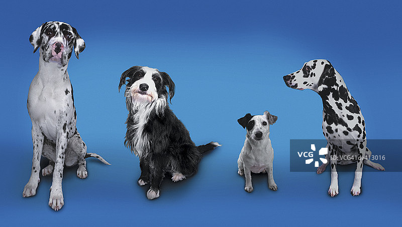 四只狗排成一列：大丹犬、拉urcher犬、杰克罗素犬和斑点狗图片素材