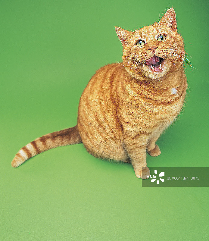 姜色猫咪舔嘴图片素材