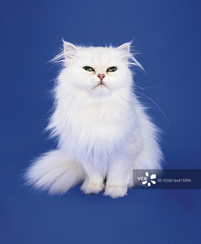 白色波斯猫图片素材