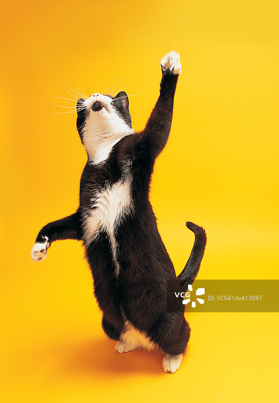 向上伸手的黑白猫图片素材