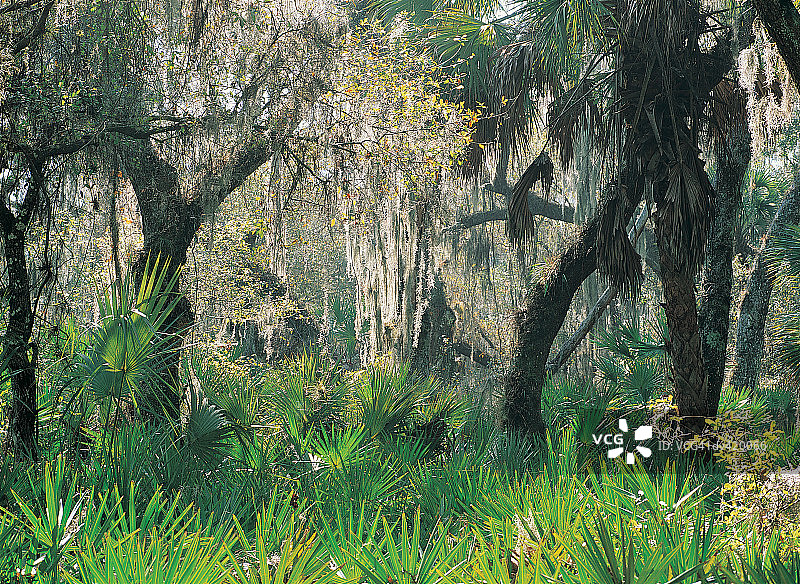 美国佛罗里达州利夫奥克树林图片素材
