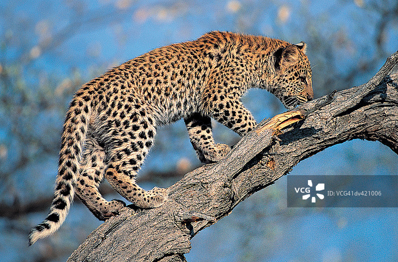 豹幼崽（Panthera pardus）图片素材