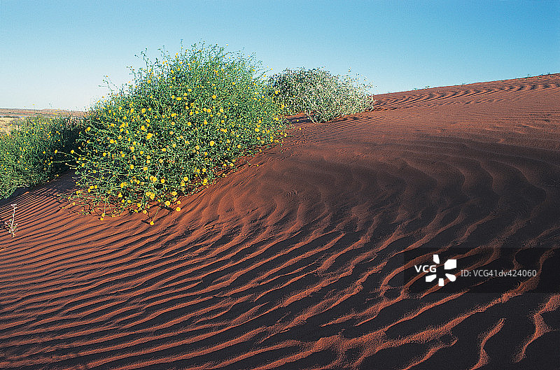 辛普森沙漠，澳大利亚图片素材