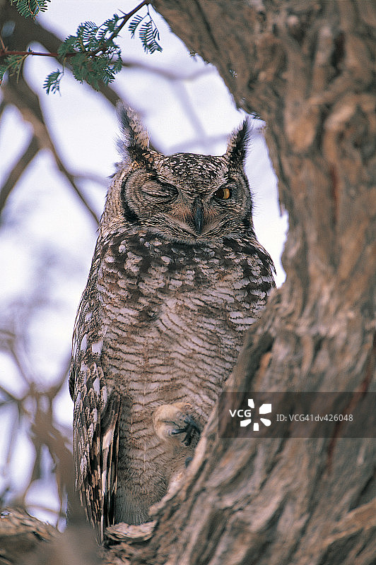 非洲雕鸮图片素材