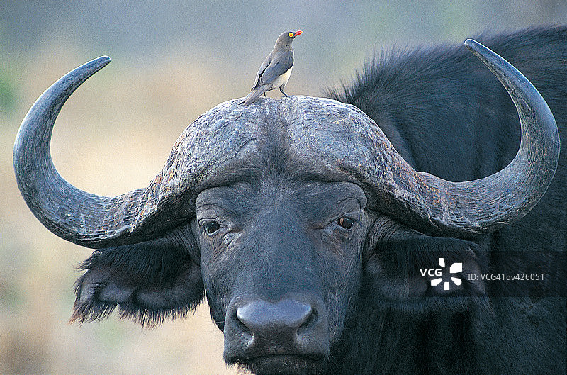 非洲水牛与红嘴牛椋鸟图片素材