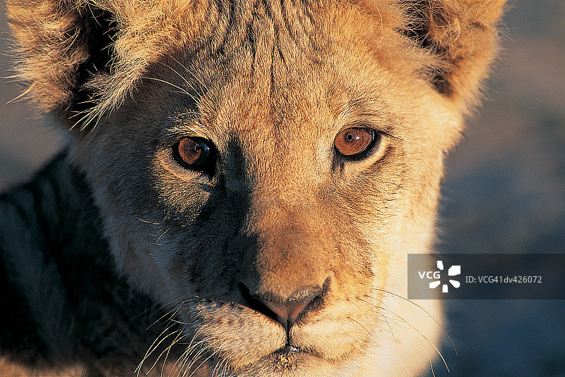 小狮子（Panthera leo）图片素材