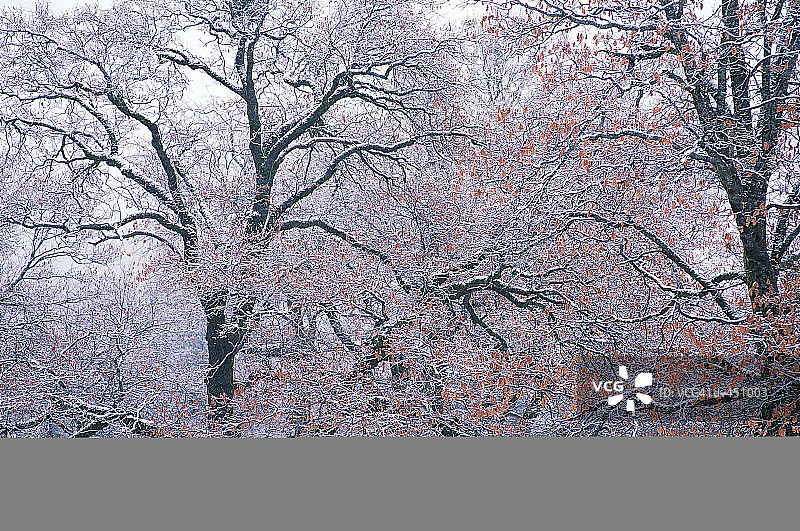 美国加利福尼亚州约塞米蒂国家公园的黑橡树图片素材