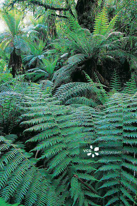澳大利亚维多利亚塔拉布尔加国家公园的蕨类植物树图片素材
