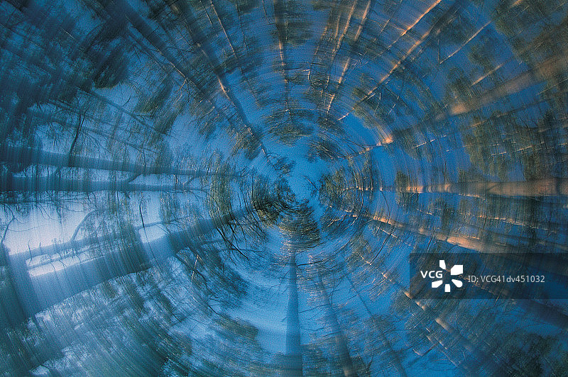 花楸树，塔拉布尔加国家公园，澳大利亚维多利亚州图片素材