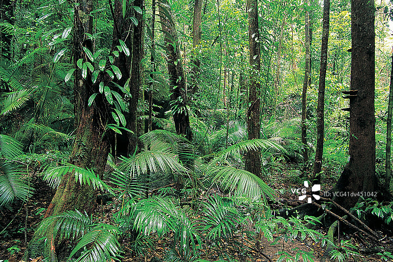 澳大利亚昆士兰州戴恩树国家公园的莫斯曼峡谷热带雨林图片素材