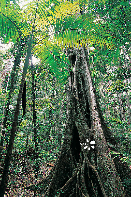 澳大利亚昆士兰州库鲁拉国家公园的无花果树图片素材