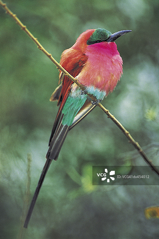 栖息在树枝上的红喉蜂虎图片素材