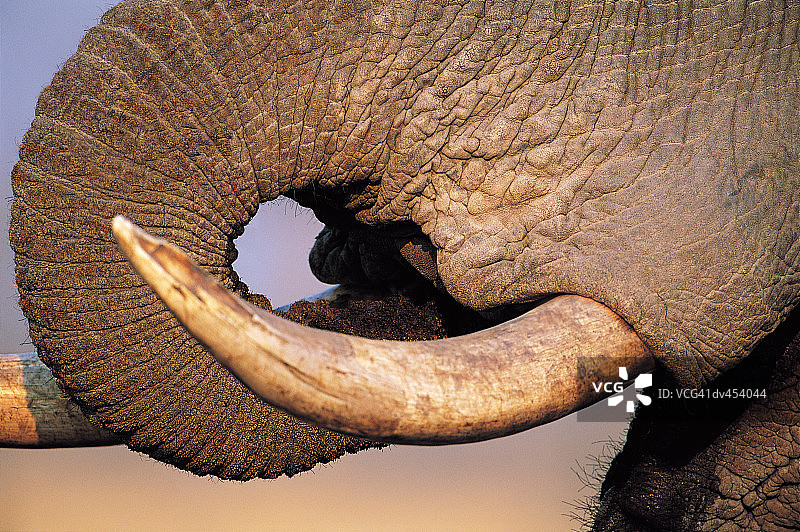 大象牙齿和象鼻特写图片素材