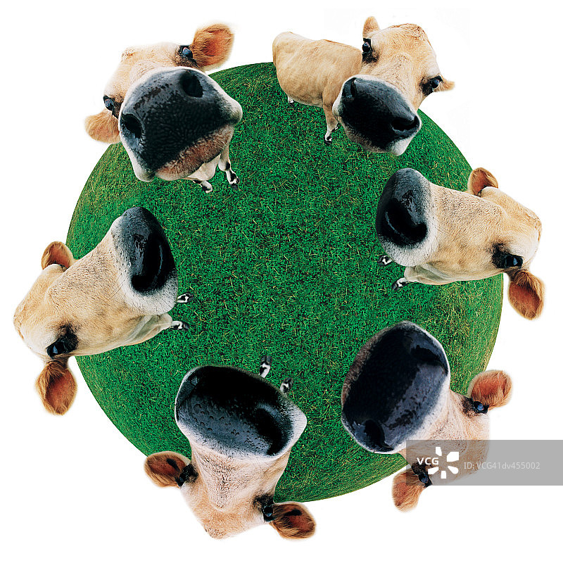 牛头的鱼眼视图图片素材