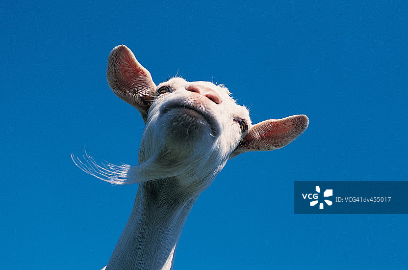 山羊头部的低角度拍摄图片素材