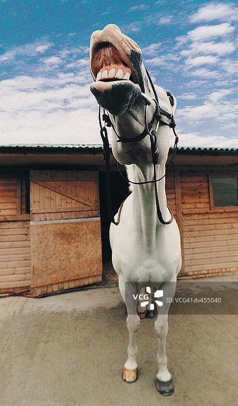 张嘴的马特写图片素材