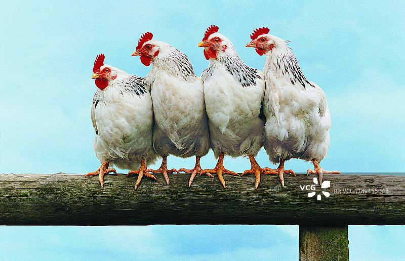 栅栏上的四只鸡图片素材
