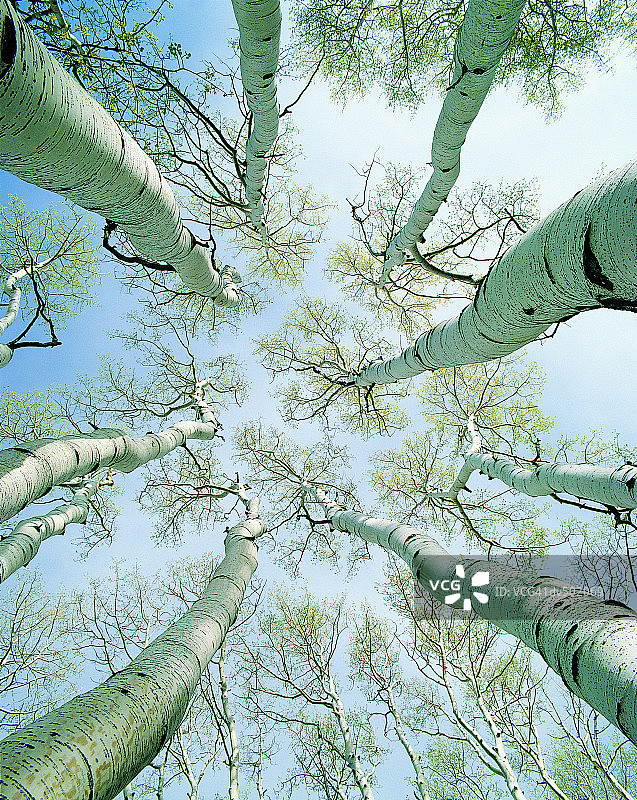 犹他州迪克西国家森林的巨石山白杨树图片素材