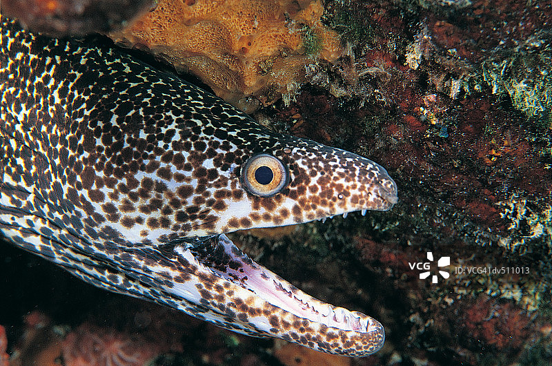 斑点海鳗图片素材