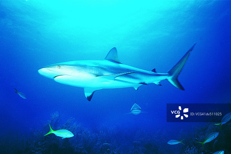 加勒比礁鲨图片素材