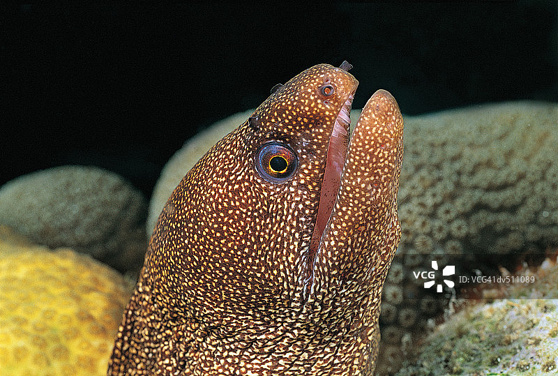 米氏裸胸鳝图片素材