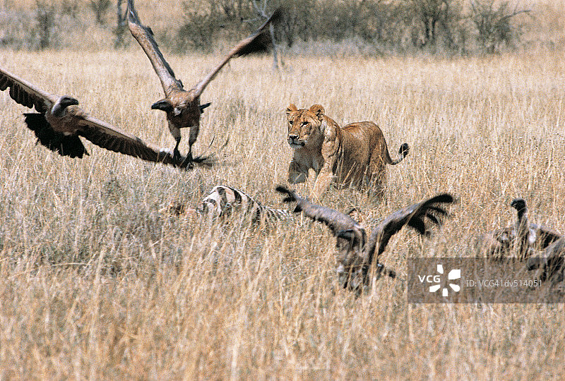 母狮追逐秃鹫图片素材