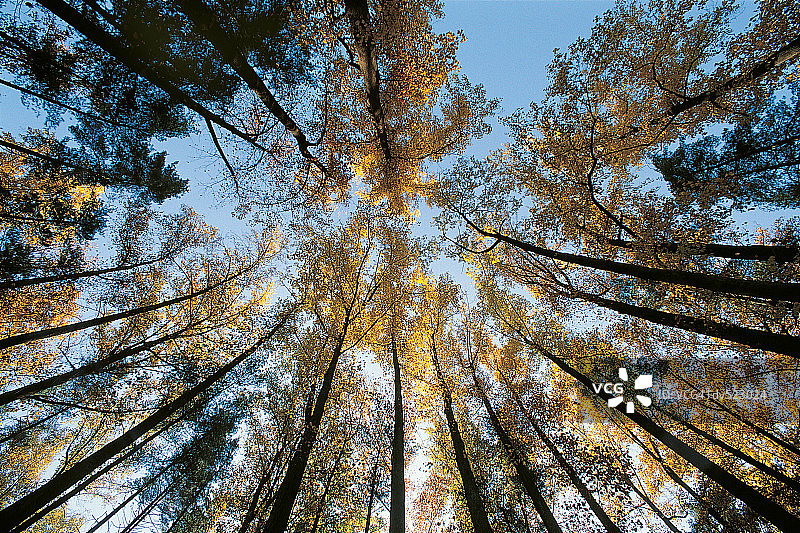 树木，洛克雷文，马里兰州，美国图片素材