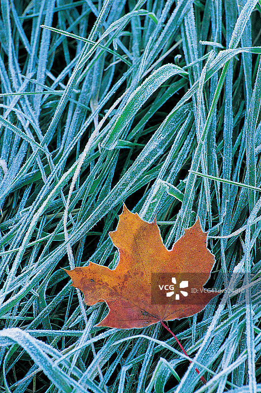 美国新罕布什尔州白山上的棕色叶子和霜图片素材